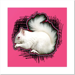 albino squirrel Posters and Art